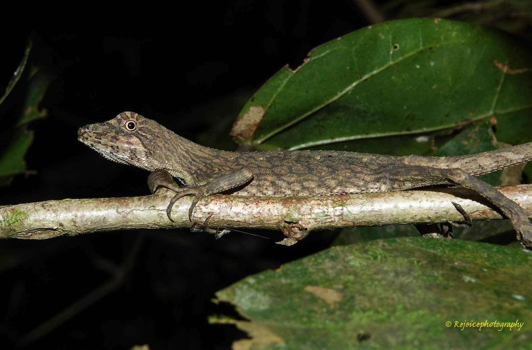 Image of Green Fan-throated lizard