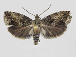 Image of beech moth