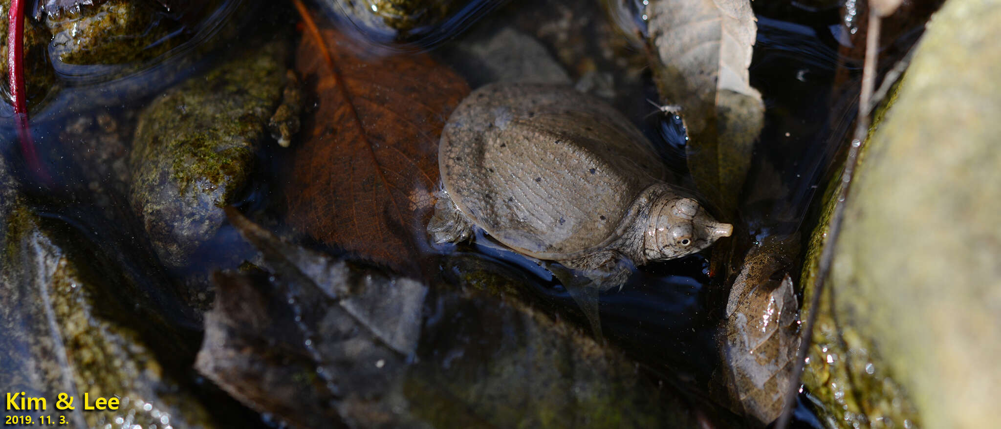 Image of Northern Chinese softshell turtle