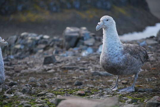 Image of Antarctic Giant-Petrel