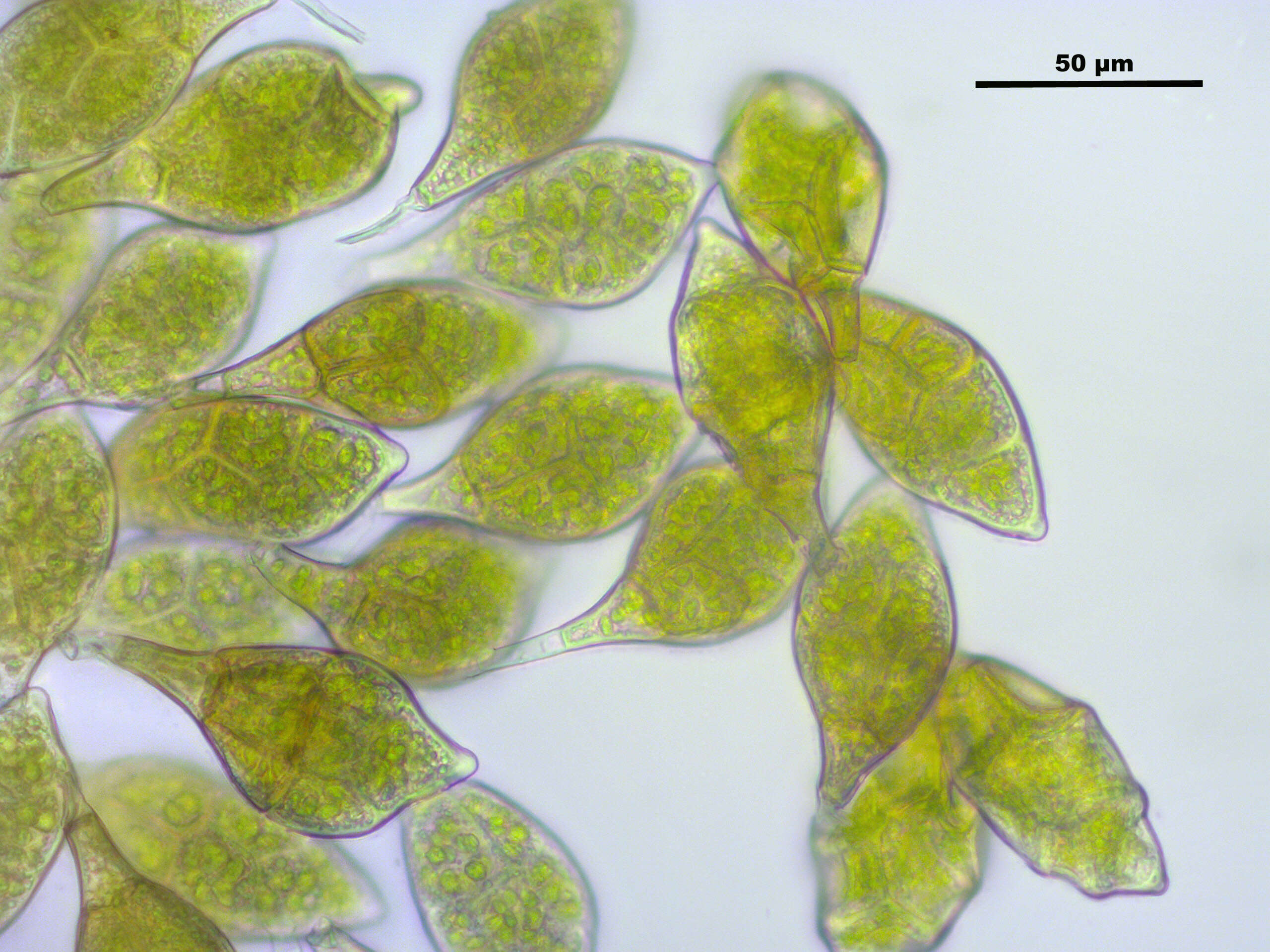 Image of aulacomnium moss