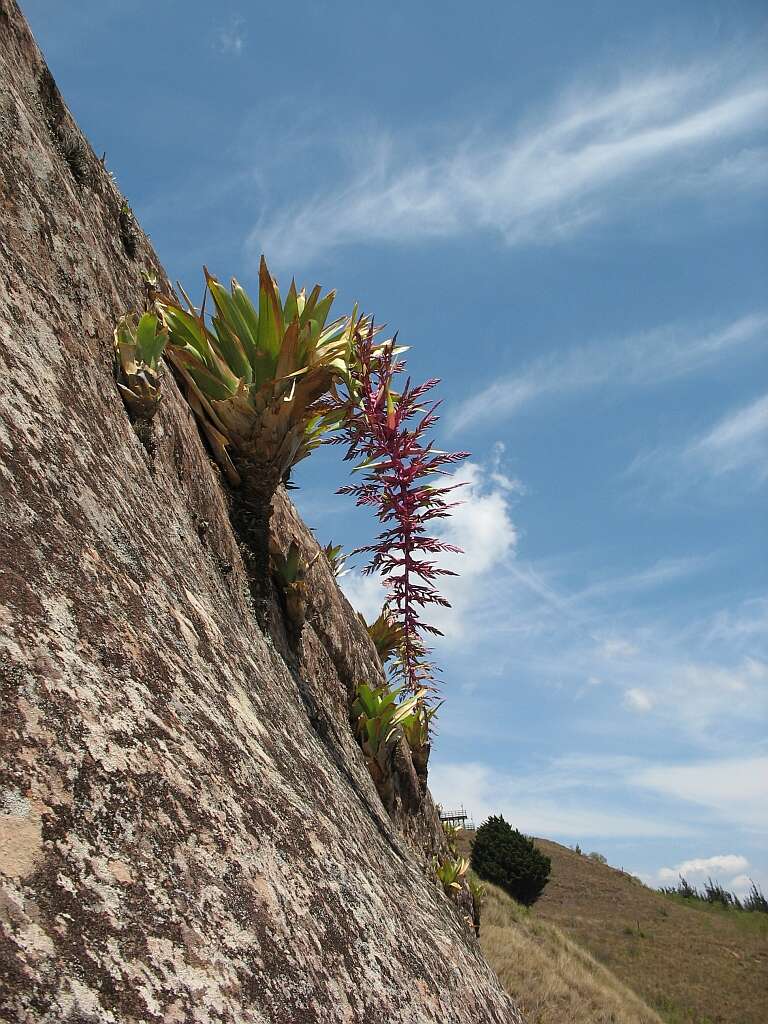 Imagem de Tillandsia australis Mez