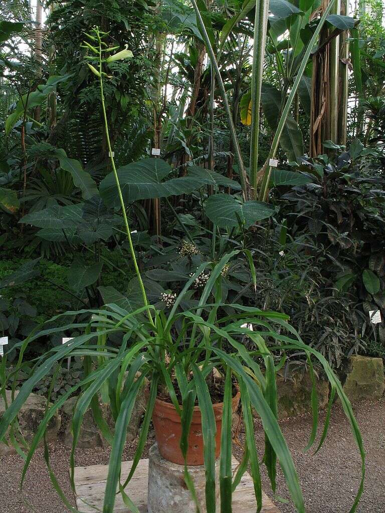 Image of Pitcairnia loki-schmidtiae Rauh & Barthlott