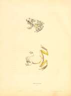 Image of Dryophytes Fitzinger 1843