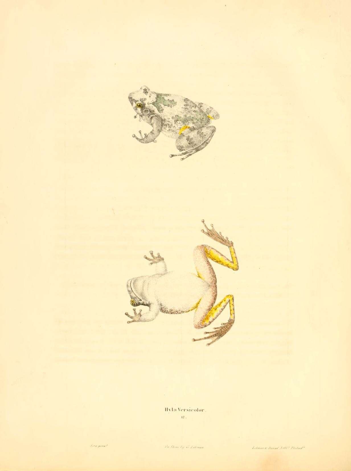 Image of Dryophytes Fitzinger 1843