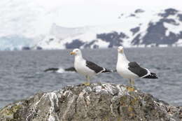 Image of Kelp Gull