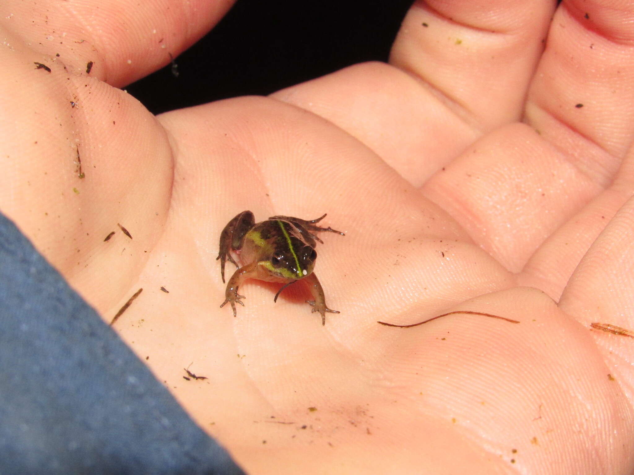 Image of Cape Flats Frog