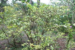 Brunfelsia uniflora (Pohl) D. Don resmi