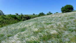 Plancia ëd Stipa lessingiana Trin. & Rupr.