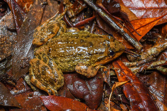 Image of Limnonectes isanensis McLeod, Kelly & Barley 2012