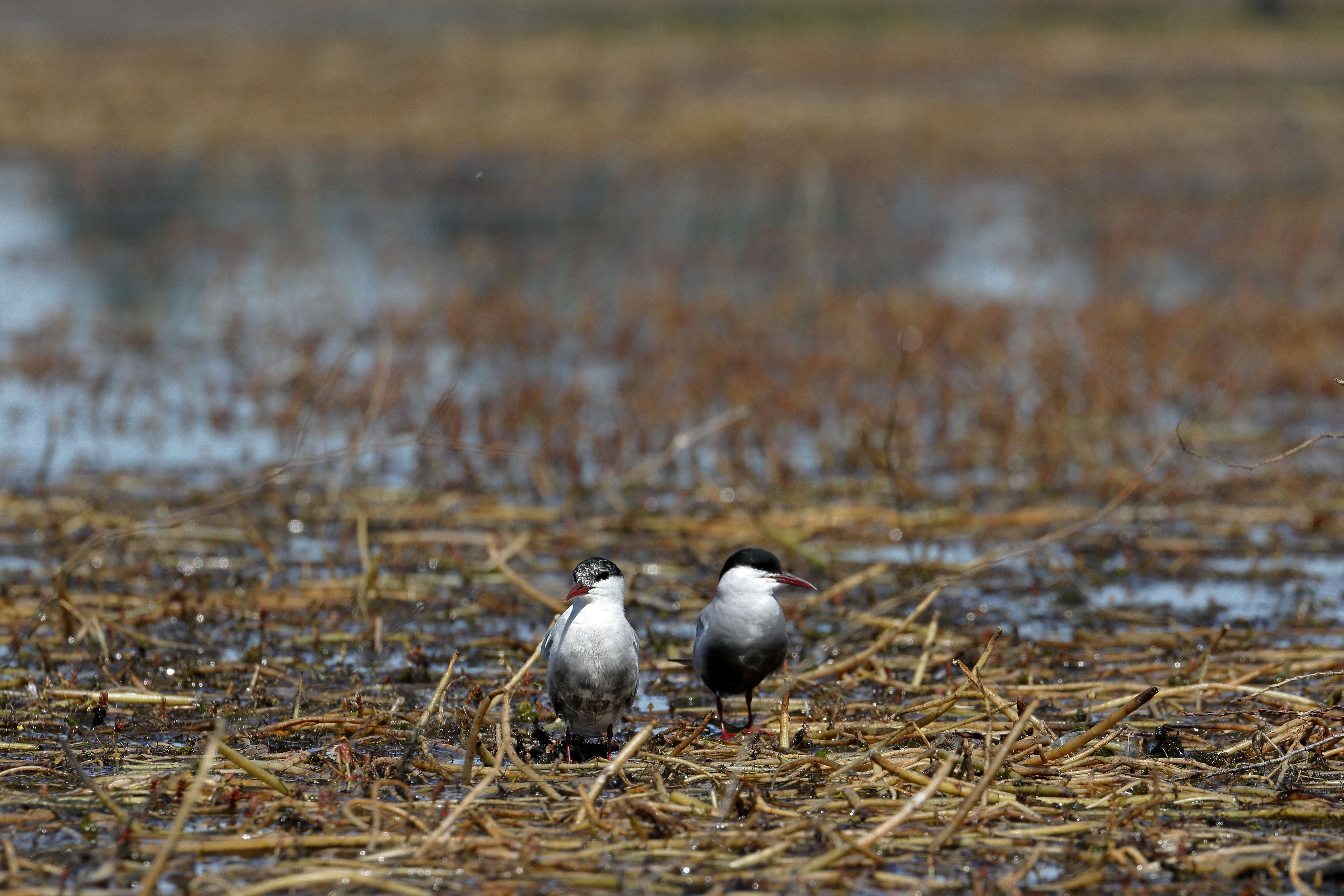 Image of Whiskered Tern