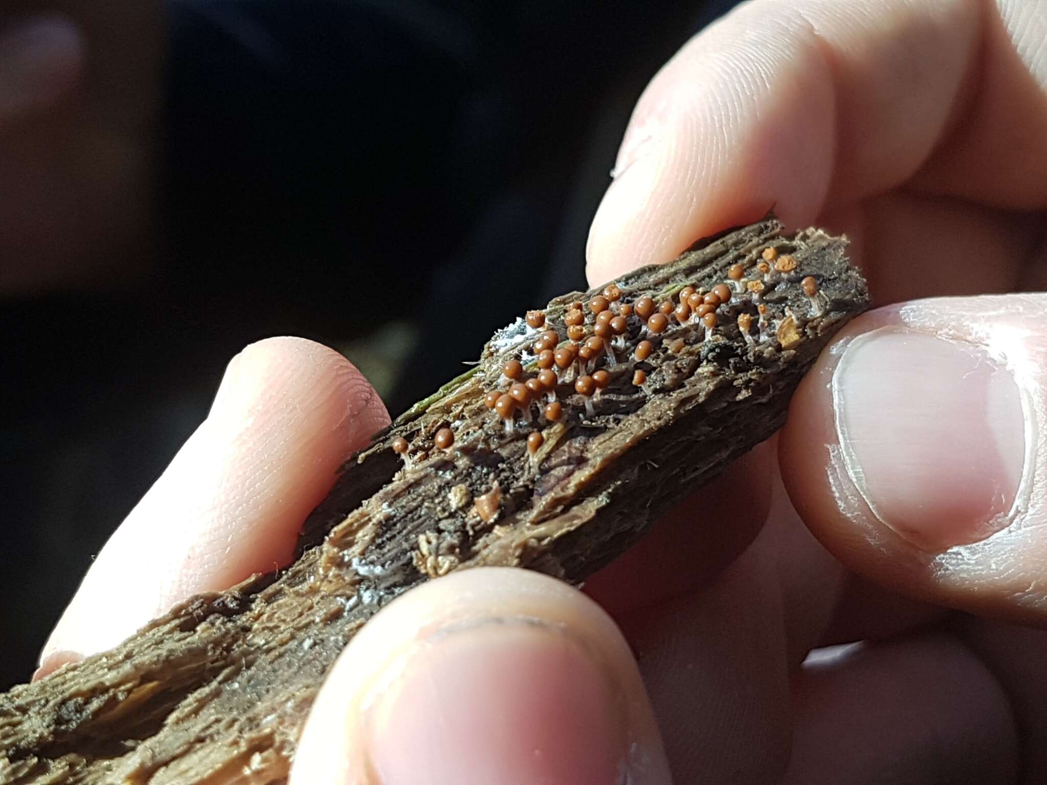 Image of Egg-shell Slime Mould