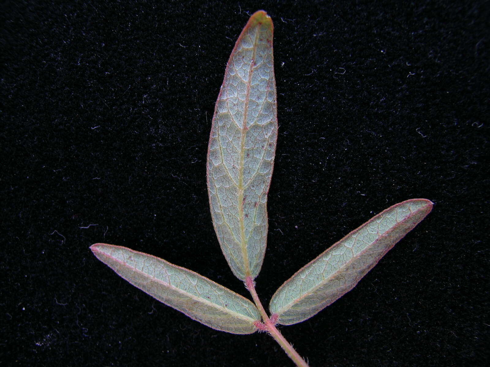 Image of Desmodium varians (Labill.) G. Don