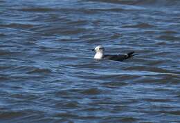 Image of Lesser Black-backed Gull