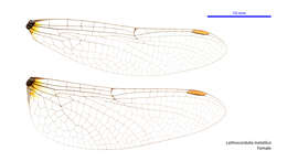 Image of Lathrocordulia metallica Tillyard 1911