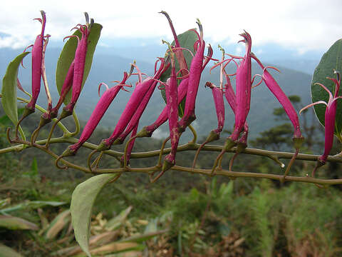 Image of Siphocampylus scandens (Kunth) G. Don