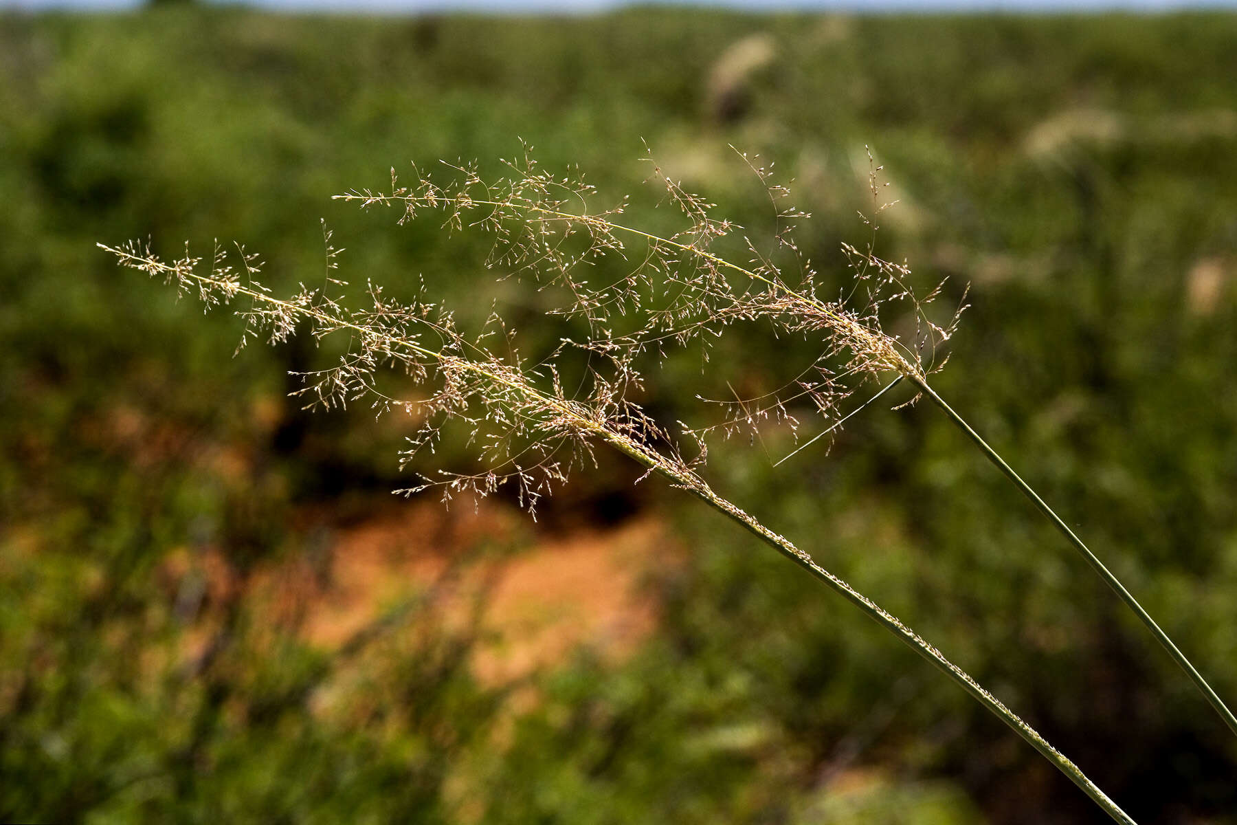 Image of mesa dropseed