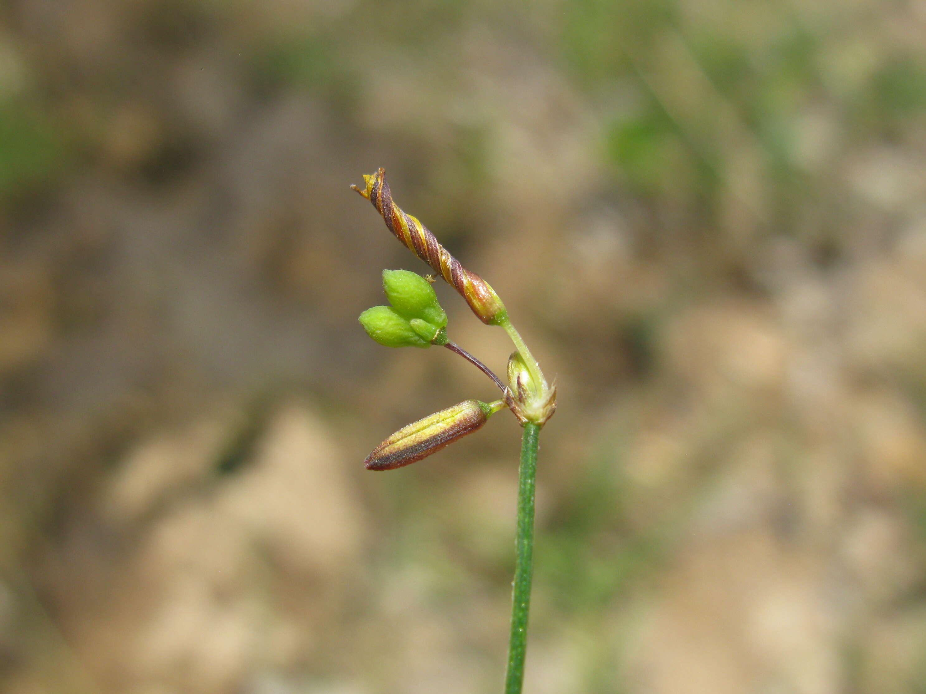 Image of Tricoryne elatior R. Br.