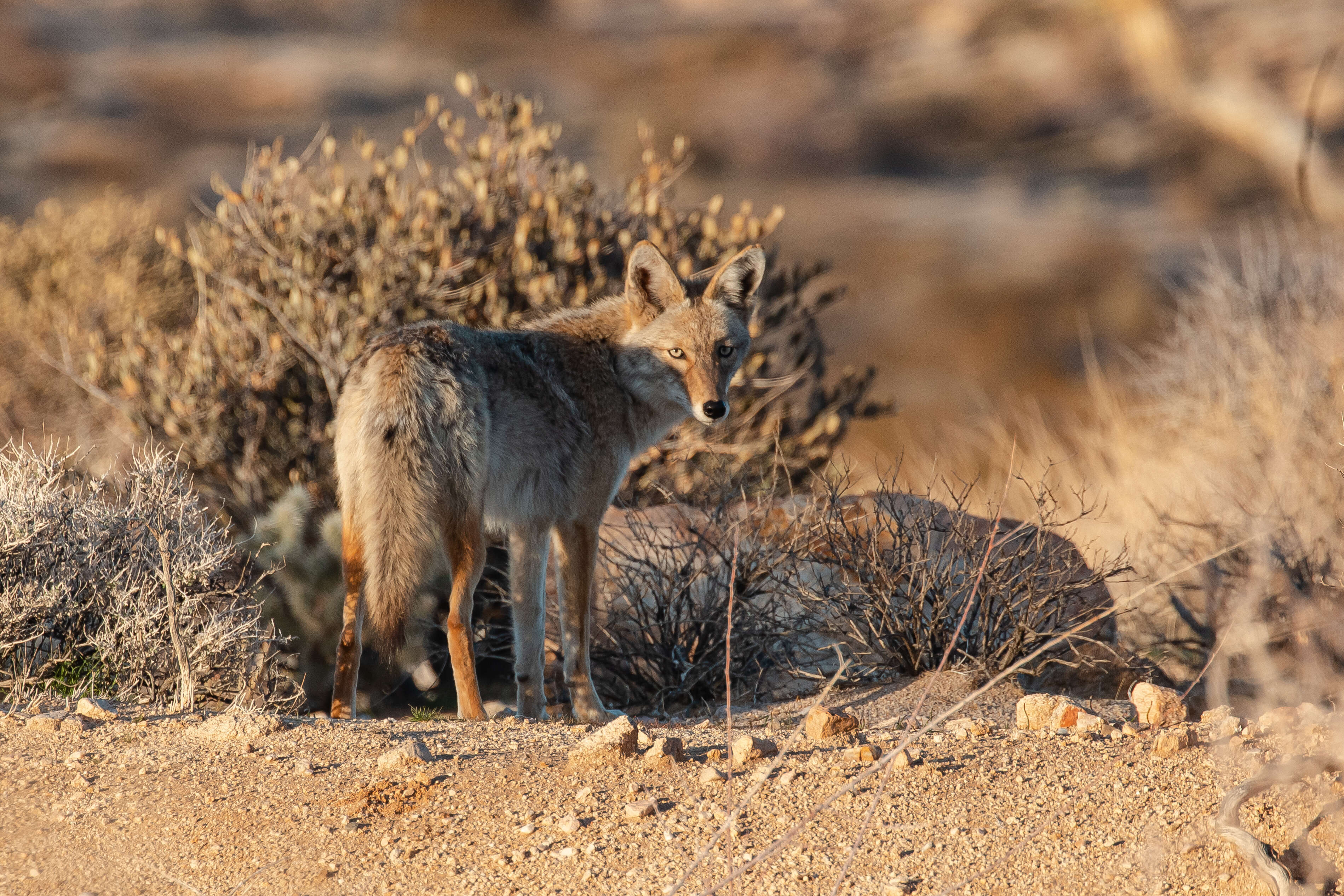 Image of American jackal