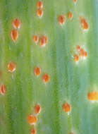 Image of Puccinia porri (Sowerby) G. Winter 1881