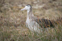 Amsterdam albatrosu resmi