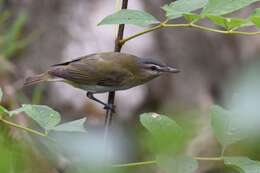 Image of Red-eyed Vireo