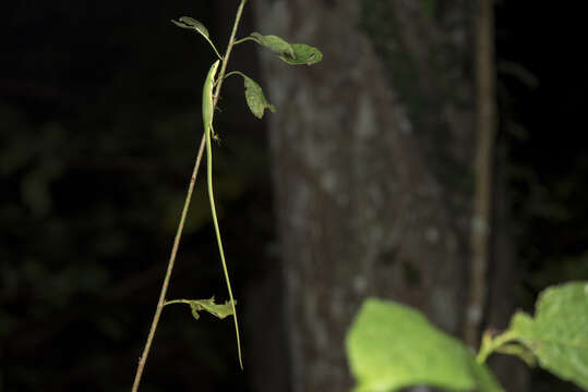 Image of Koshun Grass Lizard