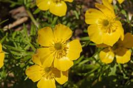 Imagem de Ranunculus adoneus A. Gray