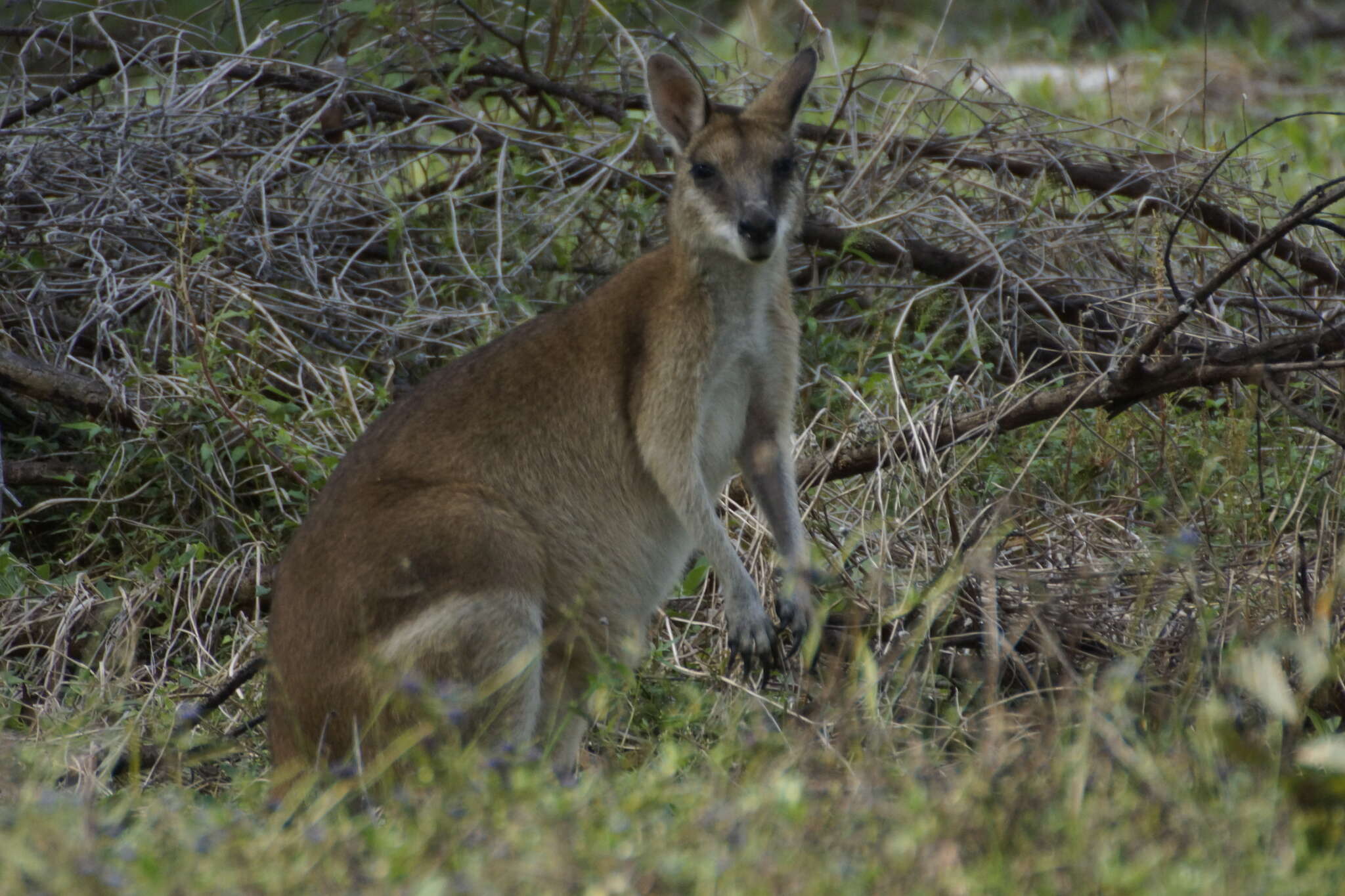 Image of Agile Wallaby