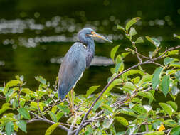 Image de Aigrette tricolore