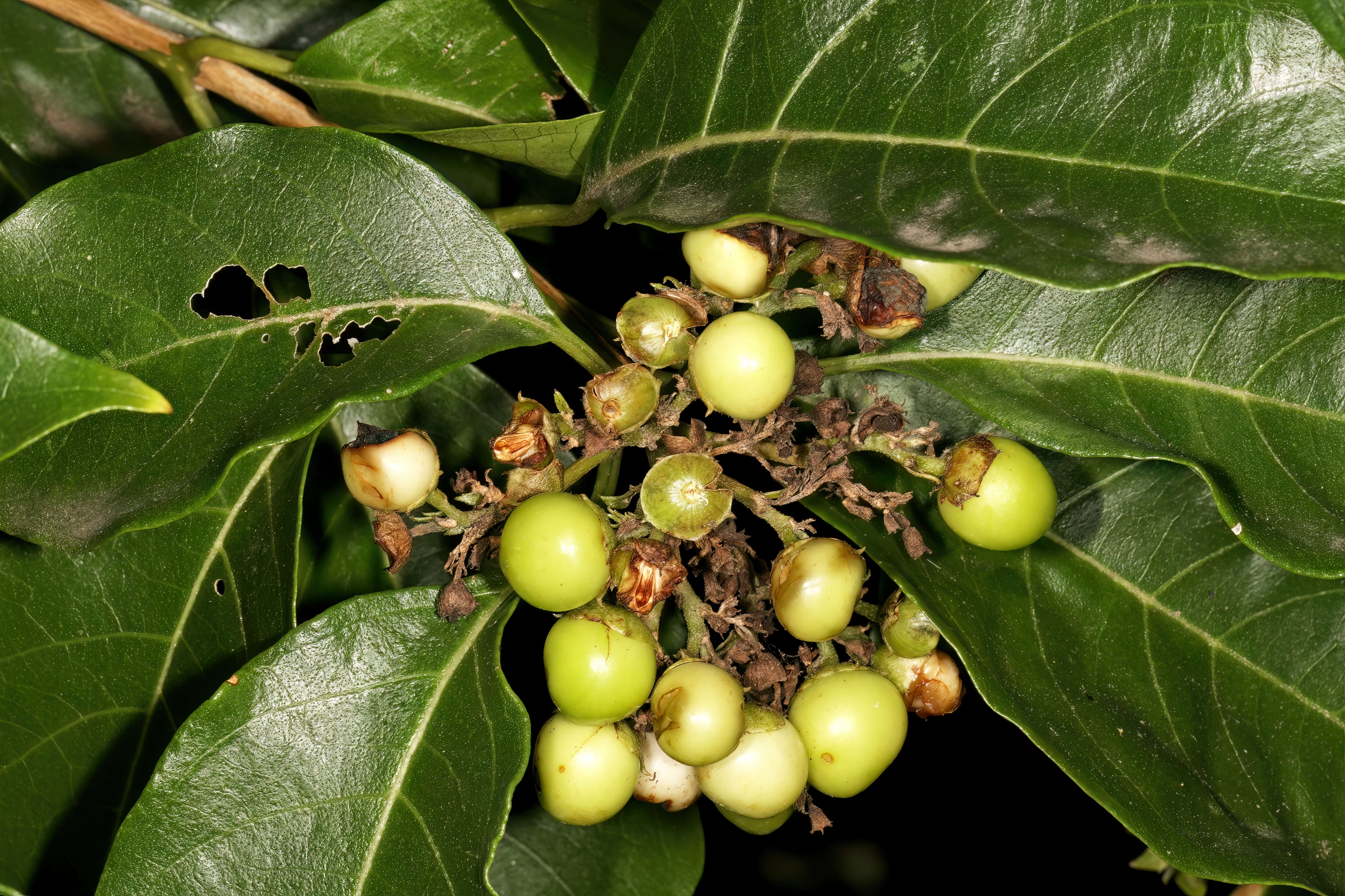 Imagem de Volkameria glabra (E. Mey.) Mabb. & Y. W. Yuan