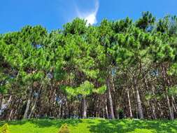 Image of Benguet Pine