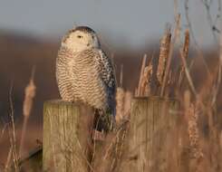 Image of Snowy Owl