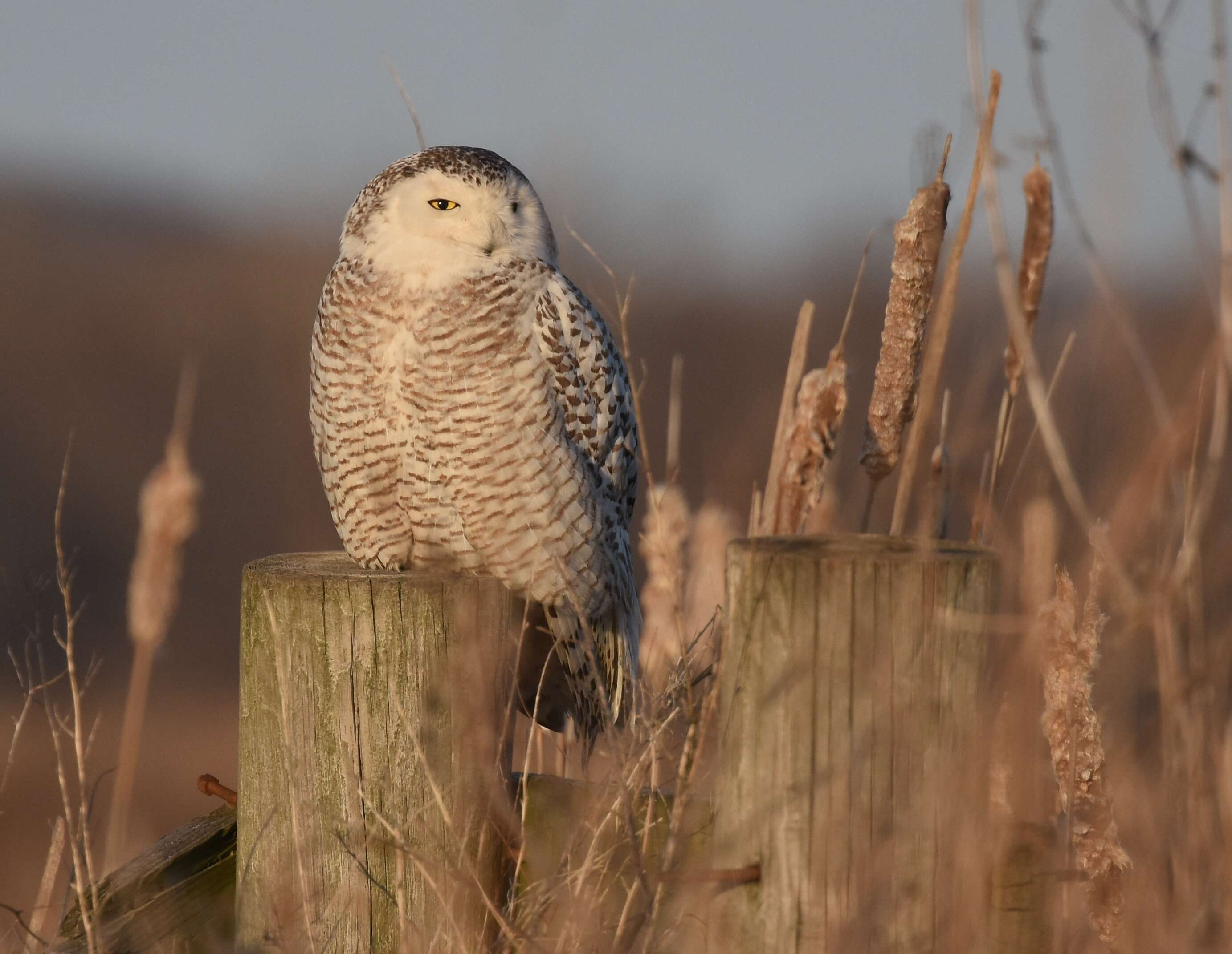 Image of Snowy Owl