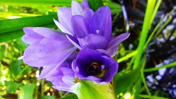 Image of Pickerel Weed