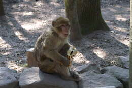 Image of Barbary Ape