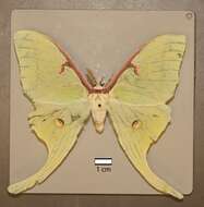 Image of Luna Moth