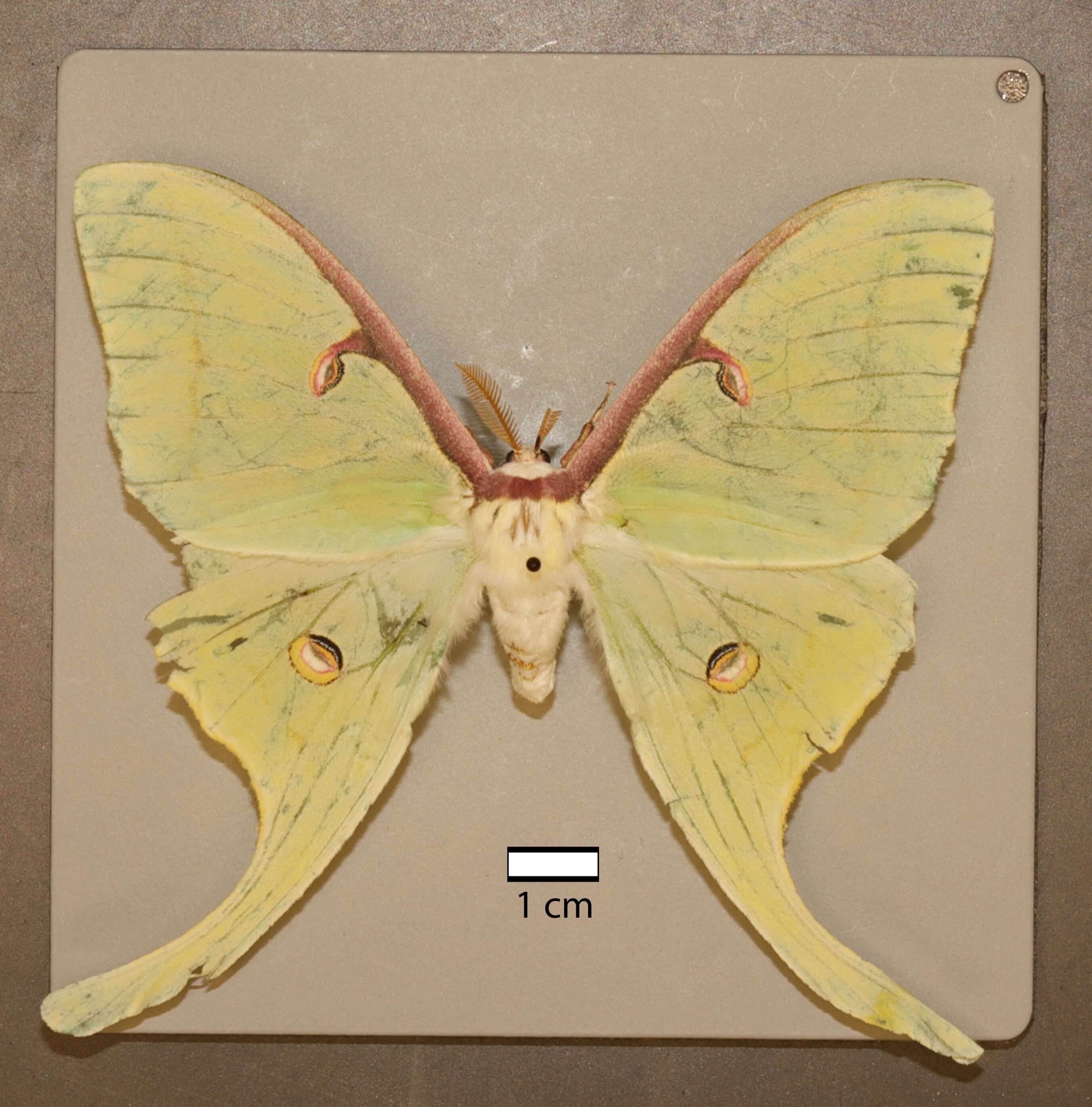 Image of Luna Moth