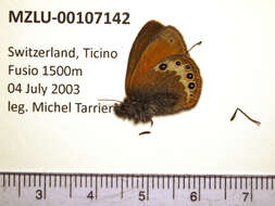 Image of Coenonympha gardetta