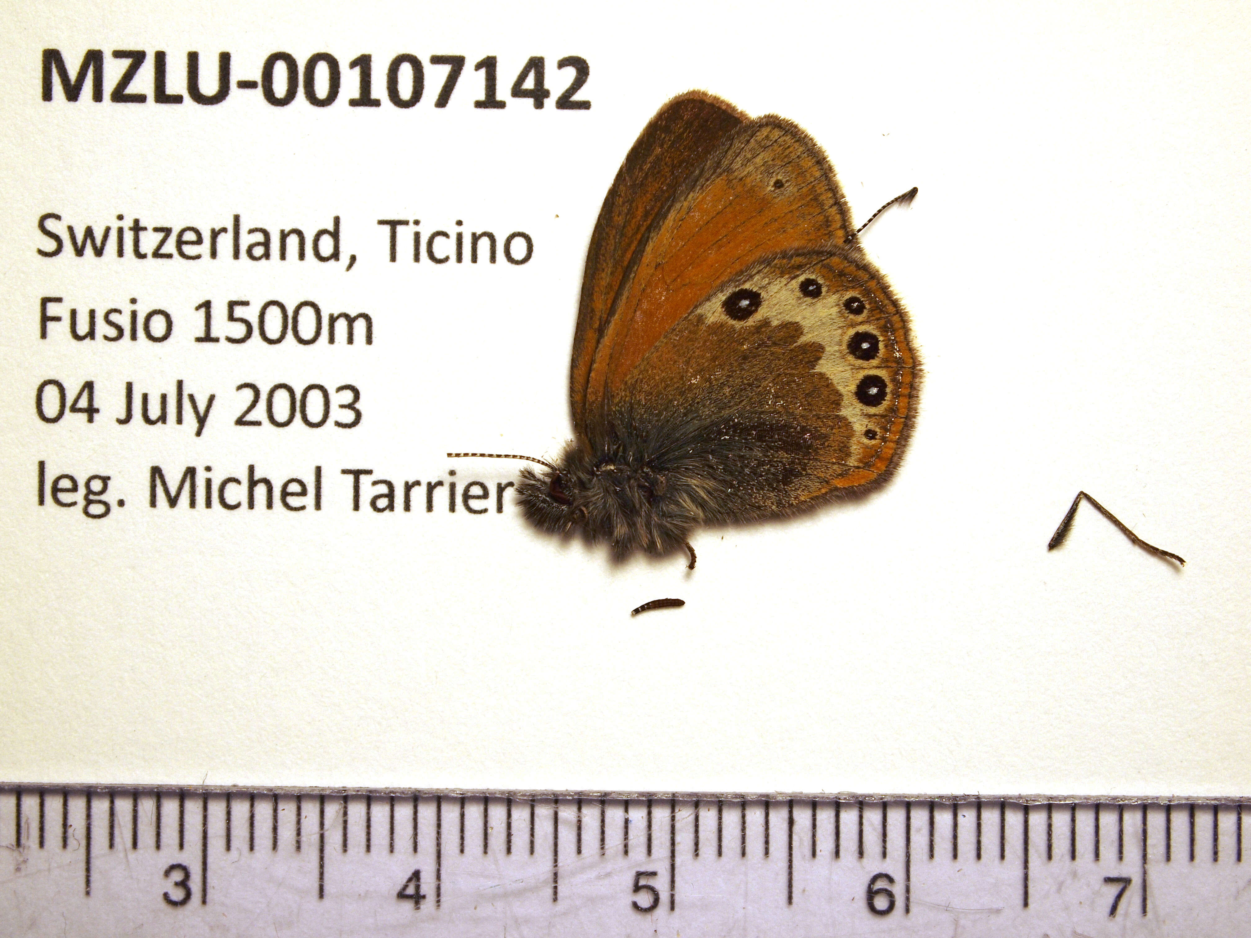 Image of Coenonympha gardetta