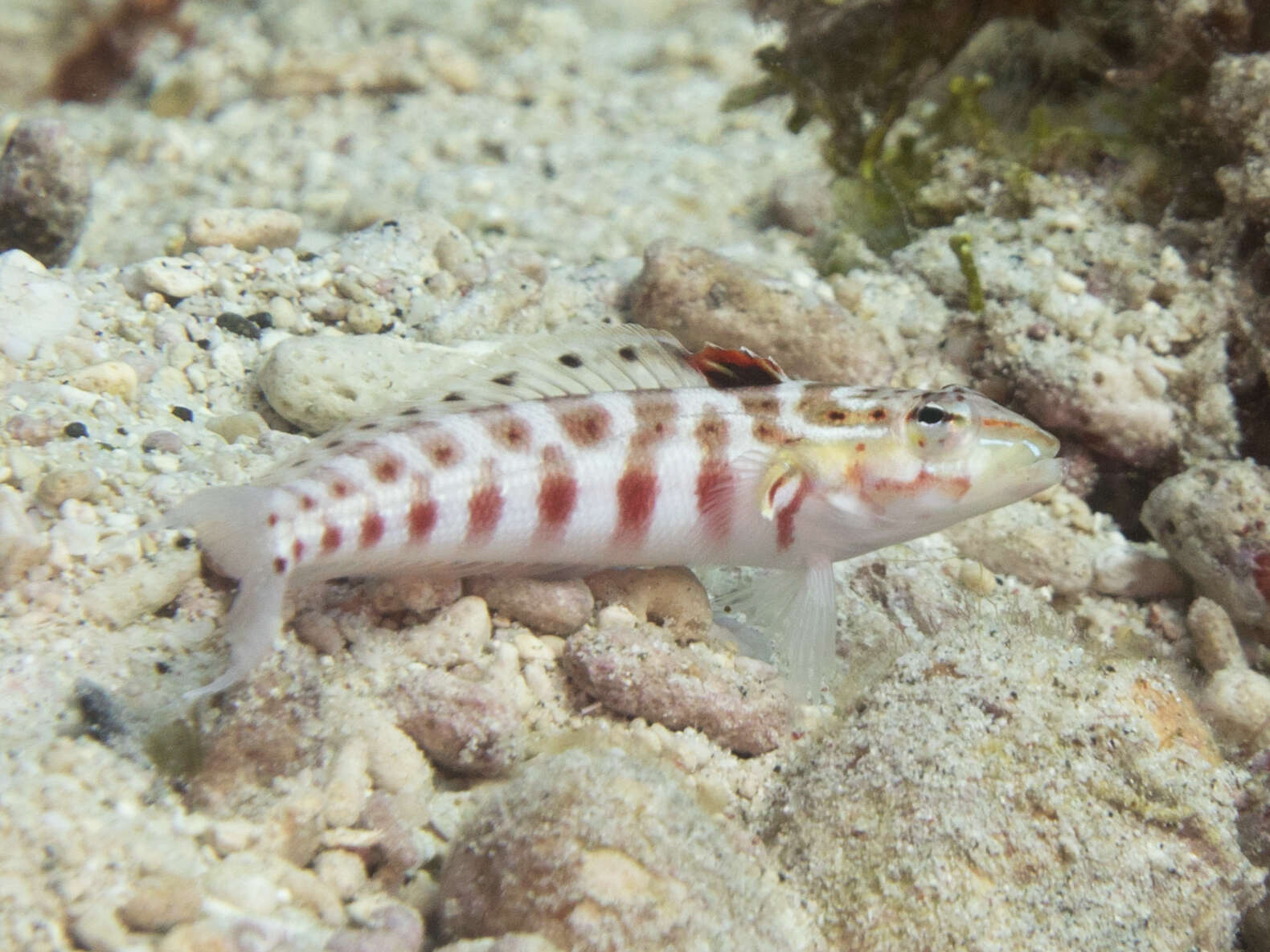 Image of Parapercis schauinslandi