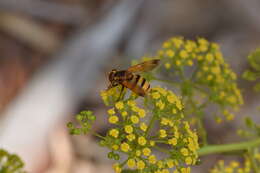 Image of lesser hornet hoverfly