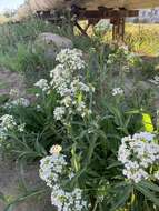 Image of Siberian horseradish