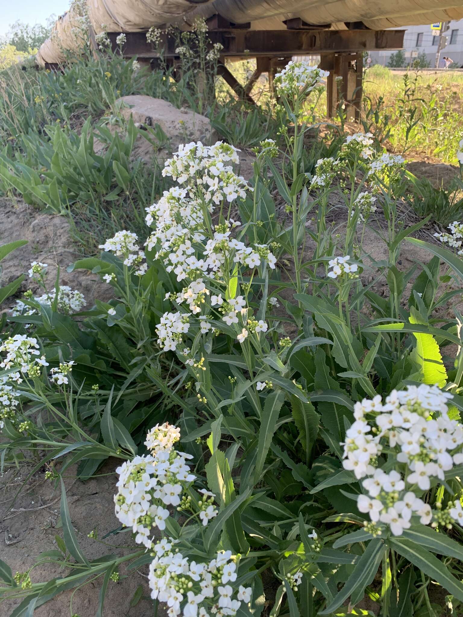 Image of Siberian horseradish