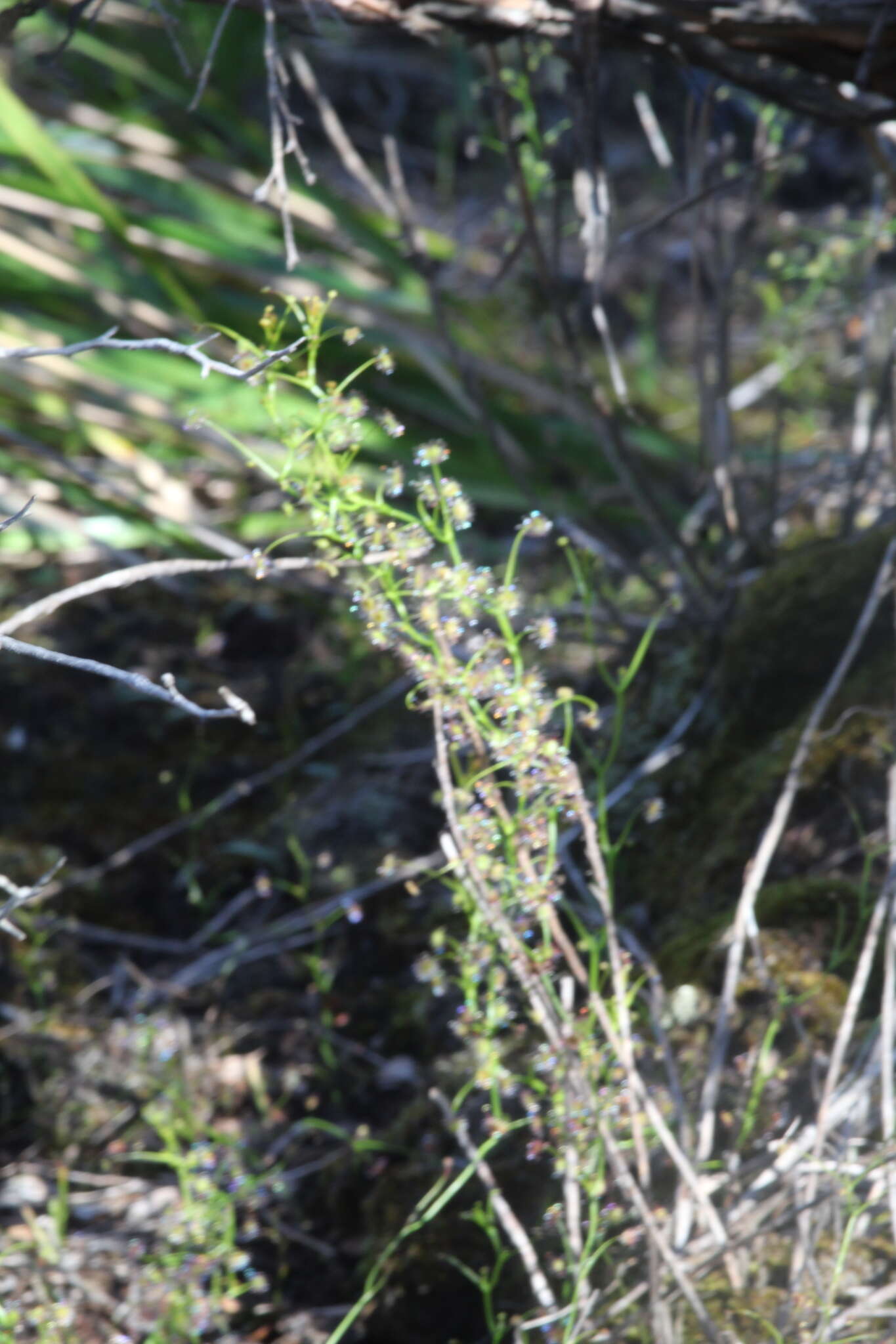 Image de Drosera erythrogyne N. Marchant & Lowrie