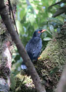 Image of Glossy-black Thrush