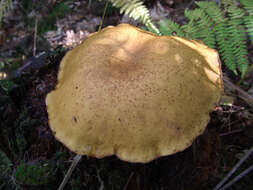 Image of Buchwaldoboletus hemichrysus (Berk. & M. A. Curtis) Pilát 1969