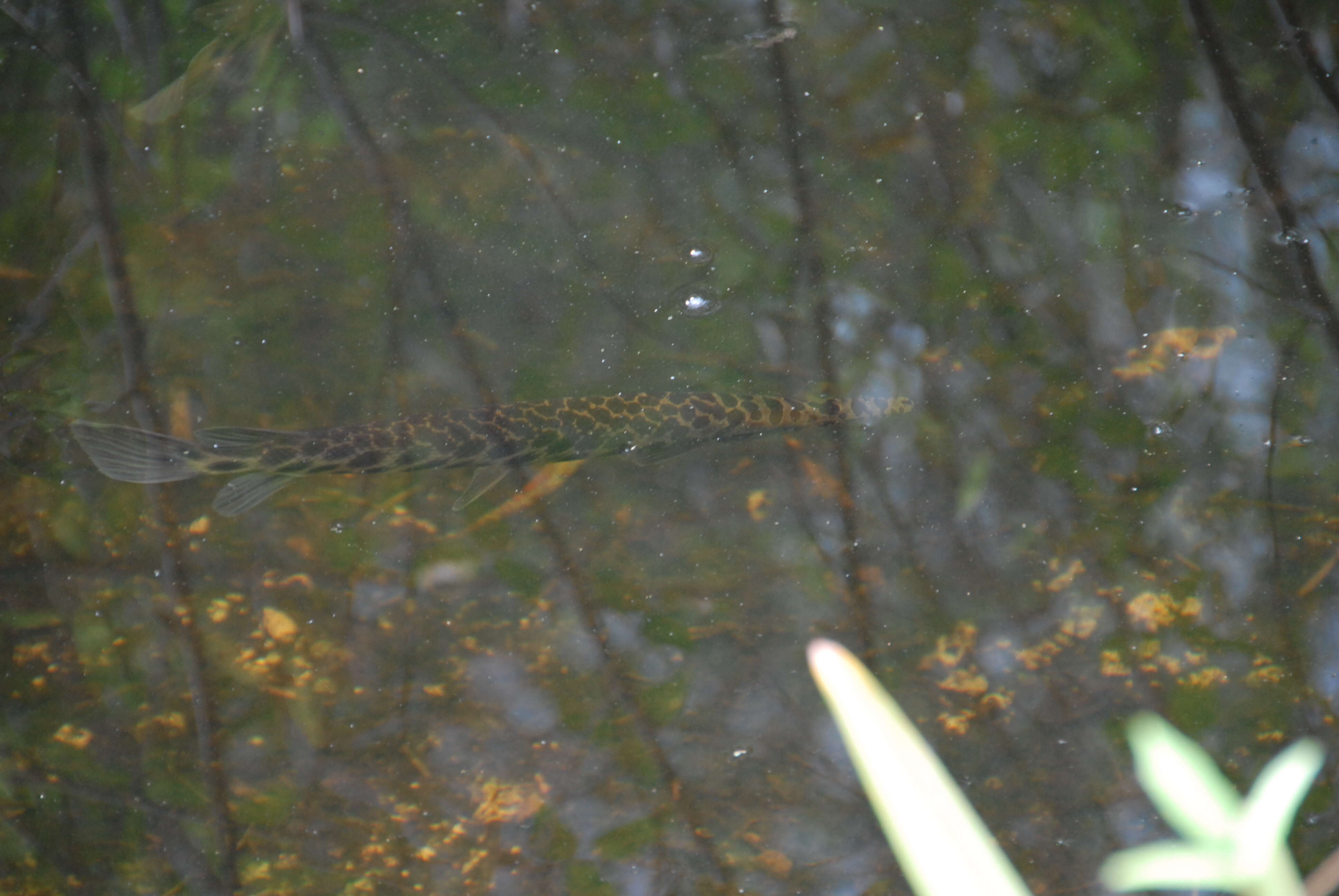 Imagem de Lepisosteus platyrhincus De Kay 1842