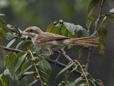 Image of Lesser Shrike-Tyrant