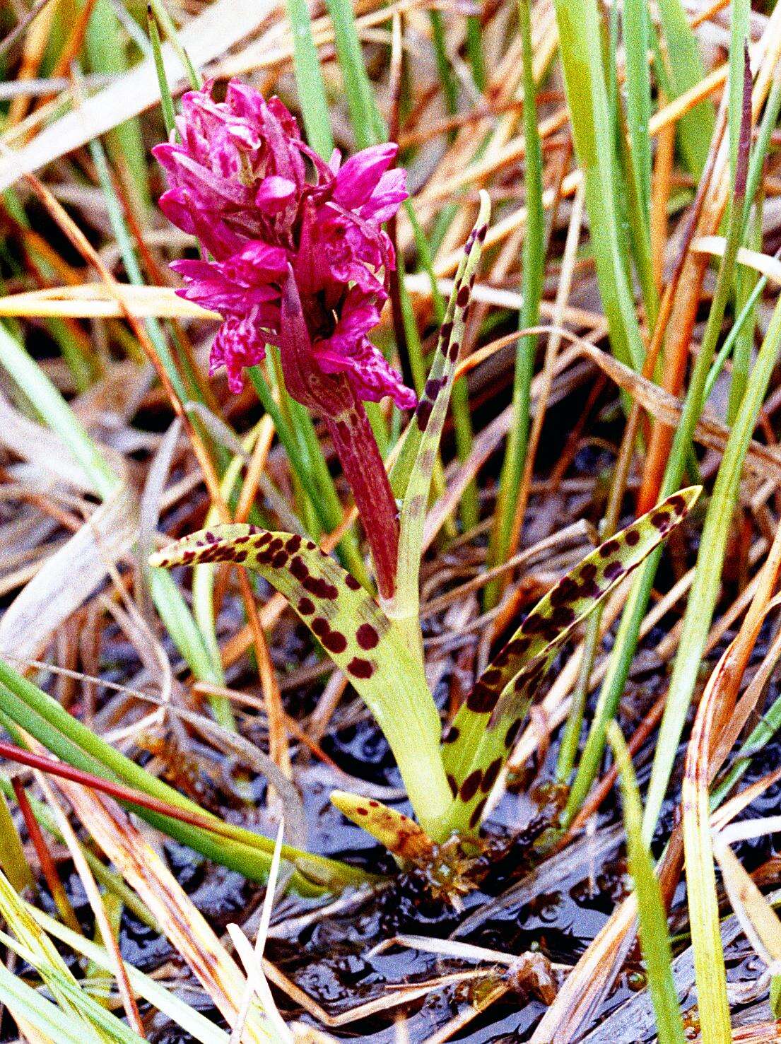 Dactylorhiza incarnata subsp. cruenta (O. F. Müll.) P. D. Sell resmi